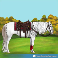 Horse Color:White Spotted Bay Appaloosa 