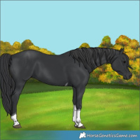 Horse Color:Black Tobiano 