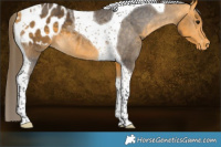 Horse Color:Buckskin Tobiano Blanket 