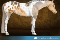 Horse Color:Buckskin Tobiano Appaloosa 