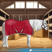 Horse Color:Black Tobiano Appaloosa 