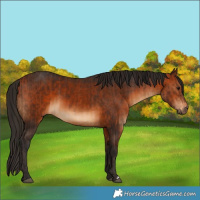 Horse Color:Bay  and Gray Bay 