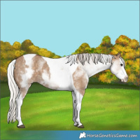Horse Color:White Spotted Silver Grullo Splash Tobiano 