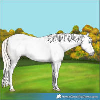Horse Color:Gray Silver Amber Cream Champagne Roan Pearl Dun Tobiano Frame 