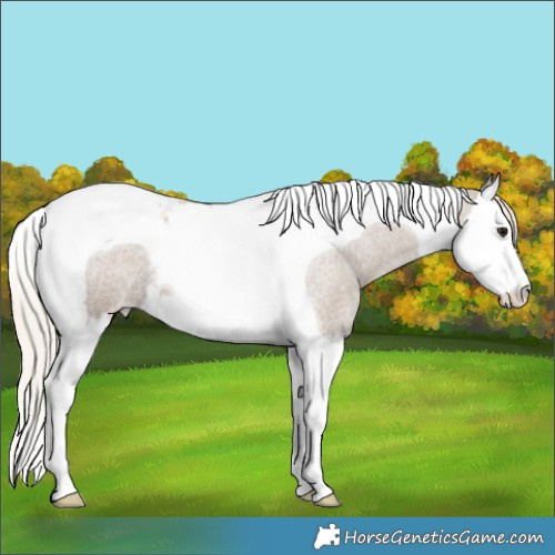 Horse Color:Silver Grullo Roan Splash Tobiano Appaloosa 