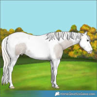 Horse Color:Silver Grullo Roan Splash Tobiano Varnish 