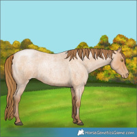 Horse Color:Bay Roan Pearl 