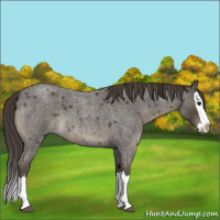 Horse Color:Smoky Blue Roan Splash