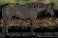 Horse Color:Smoky Black