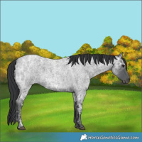 Horse Color:Blue Ice Roan