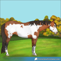 Horse Color:Bay Frame Rabicano 