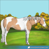 Horse Color:Silver Bay Dun Splash Tobiano 