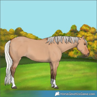 Horse Color:Silver Bay Dun Tobiano 