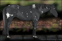 Horse Color:White Spotted Black