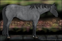 Horse Color:Blue Roan 