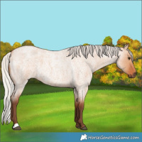 Horse Color:Silver Bay Roan Dun 