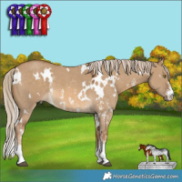 Horse Color:White Spotted Chocolate Palomino Dun Sabino 