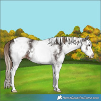 Horse Color:White Spotted Liver Chestnut Splash 