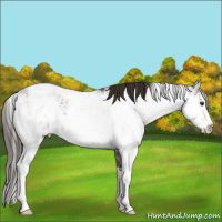 Horse Color:Liver Chestnut Ice Sabino 