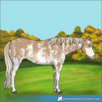 Horse Color:Chocolate Palomino Dun Sabino 