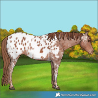Horse Color:Chestnut Ice Near Leopard 