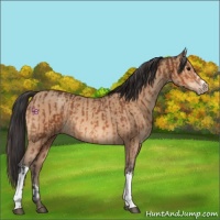 Horse Color:Bay  and Amber Champagne 