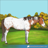 Horse Color:Bay Splash Tobiano Near Leopard 