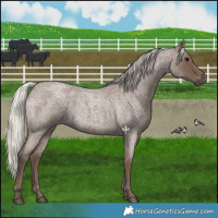 Horse Color:Silver Blue Roan 