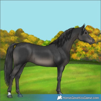 Horse Color:Black and Black
