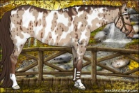 Horse Color:Liver Red Dun Appaloosa Brindle 