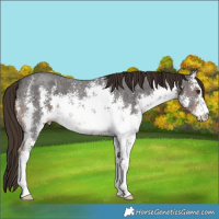 Horse Color:White Spotted Liver Chestnut Sabino 