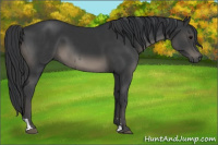 Horse Color:Black  and Black 