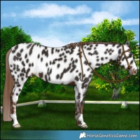 Horse Color:Liver Chestnut Near Leopard 