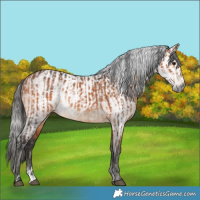 Horse Color:Bay  and Gray Bay 