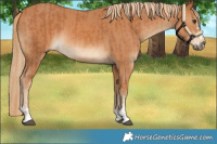 Horse Color:Chestnut and Chestnut