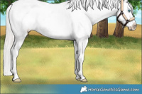 Horse Color:Cremello Appaloosa 