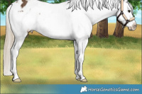 Horse Color:Chocolate Palomino Appaloosa