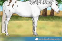 Horse Color:Chocolate Palomino Appaloosa