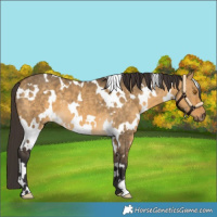 Horse Color:White Spotted Buckskin Dun 