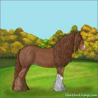 Horse Color:Chestnut Appaloosa