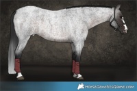 Horse Color:Brown Roan Rabicano