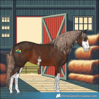 Horse Color:White Spotted Liver Chestnut 