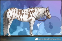 Horse Color:White Spotted Liver Red Dun Appaloosa 