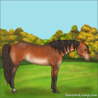 Horse Color:Bay and Bay