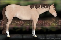 Horse Color:Amber Champagne Roan 