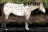 Horse Color:Bay Dun Appaloosa Rabicano 