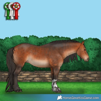 Horse Color:Bay  and Bay 