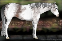 Horse Color:White Spotted Brown Roan Splash 