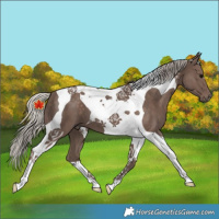 Horse Color:Silver Black Tobiano 