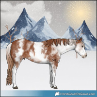 Horse Color:White Spotted Chestnut 